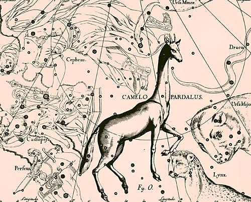 Созвездие Жираф из Атласа Uranographia Яна Гевелия (1690)