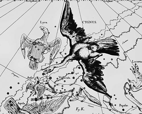 Созвездие Лебедь из Атласа Uranographia Яна Гевелия (1690)