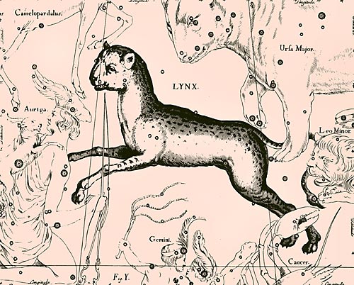Созвездие Рысь из Атласа Uranographia Яна Гевелия (1690)
